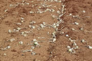 Detalle del campo de cebollas de calsots.com
