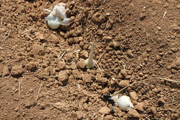 Detalle de las cebollas para calçots.  Plantamos todas las cebollas, incluso las pequeñas.